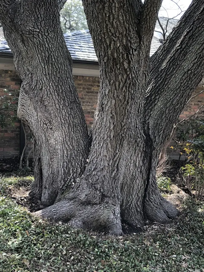 Mature heritage tree close to a Sneedville property cared for by certified arborists